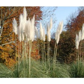 Cortaderia selloana 'Sunningdale Silver' -Pampafű