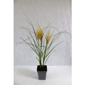 Cortaderia selloana 'Tiny Pampa' -Törpe pampafű