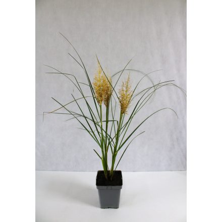 Cortaderia selloana 'Tiny Pampa' -Törpe pampafű
