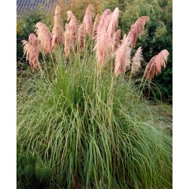 Cortaderia selloana 'Rosea' -Rózsaszín pampafű
