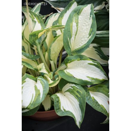 Hosta Sieboldiana 'Hans'-Árnyékliliom