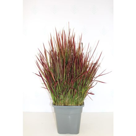 Imperata Cylindrica 'Red baron'-Alangfű