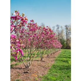 Magnolia 'Susan' -Liliomfa
