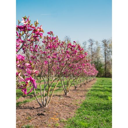 Magnolia 'Susan' -Liliomfa