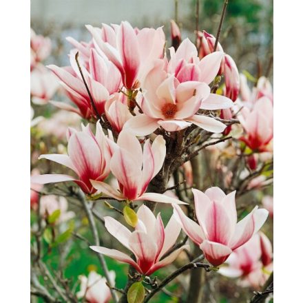 Magnolia × soulangeana 'Alba Superba'-Liliomfa