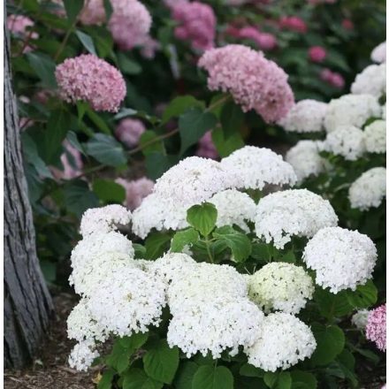 Hydrangea arborescens 'Candybelle® Minibell'-Csejés hortenzia