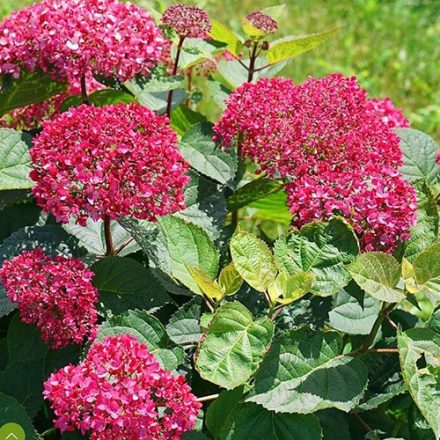 Hydrangea arborescens 'Candybelle® Sorbet' -Csejés hortenzia