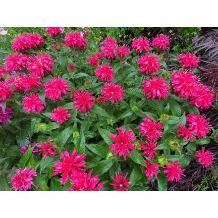 Monarda didyma 'Bee-happy'-Méhbalzsam