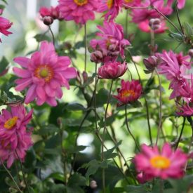   Anemone x hybrida 'bressingham glow'-Japán szellőrózsa