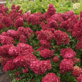   Hydrangea paniculata 'Fraise Melba' -Bugás hortenzia