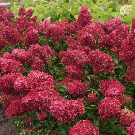 Hydrangea paniculata 'Fraise Melba' -Bugás hortenzia