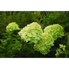 Hydrangea paniculata 'Mojito' -Bugás hortenzia
