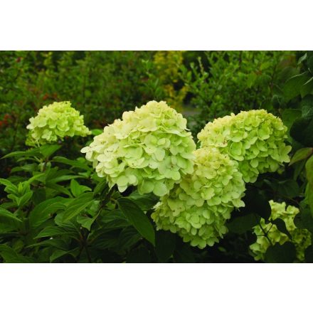 Hydrangea paniculata 'Mojito' -Bugás hortenzia