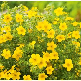 Potentilla fruticosa Goldfinger-Cserjés Pimpó