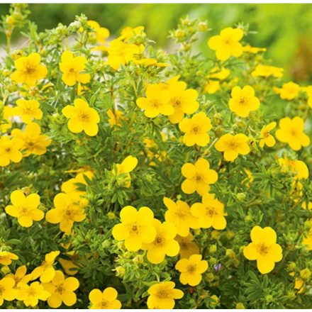 Potentilla fruticosa Goldfinger-Cserjés Pimpó