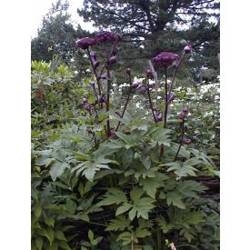 Angelica gigas-Koreai Angyalgyökér