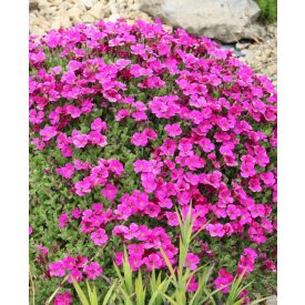 Aubrieta Gracilis 'Neon Pink'-Pázsitviola