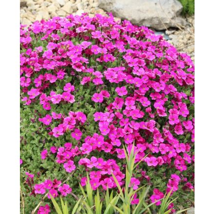 Aubrieta Gracilis 'Neon Pink'-Pázsitviola