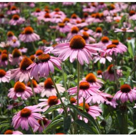 Echinacea purpurea 'Magnus'-Kasvirág