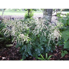 Aruncus 'Misty lace'-Erdei tündérfürt