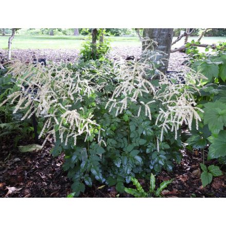 Aruncus 'Misty lace'-Erdei tündérfürt
