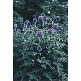 Echinops ritro-Szamárkenyér