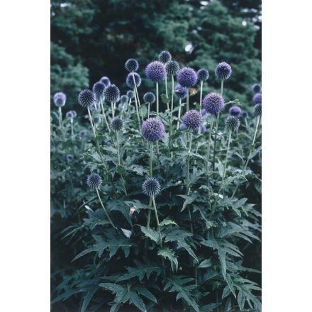 Echinops ritro-Szamárkenyér