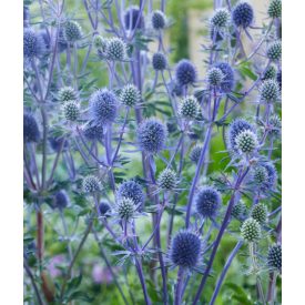 Eryngium planum-Kék iringó