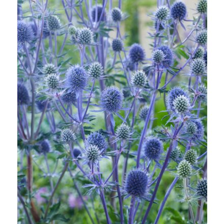 Eryngium planum-Kék iringó