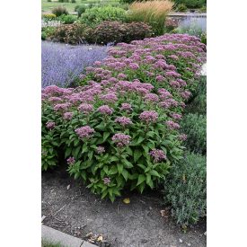 Eupatorium purpureum 'Ruby'-Sédkender