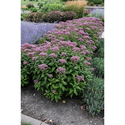 Eupatorium purpureum 'Ruby'-Sédkender
