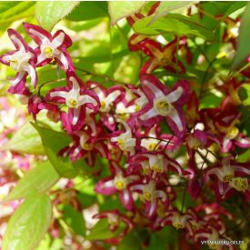 Epimedium Rubrum-Püspöksüveg