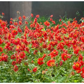 Geum 'Mr. Bradshow'-Gyömbérgyökér