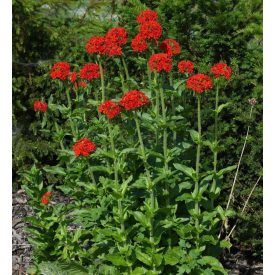 Lychnis chalcedonica Red-Égőszerelem