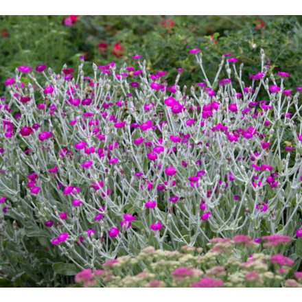 Lychnis Coronaria-Kakukkszegfű (Magenta)