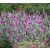 Lychnis Coronaria-Kakukkszegfű (Magenta)