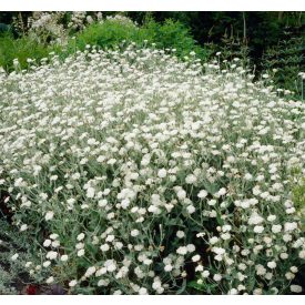 Lychnis Coronaria 'Alba'-Kakukkszegfű