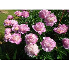 Paeonia 'Sorbet'-Pünkösdirózsa