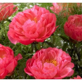Paeonia 'Coral Sunset'-Pünkösdirózsa