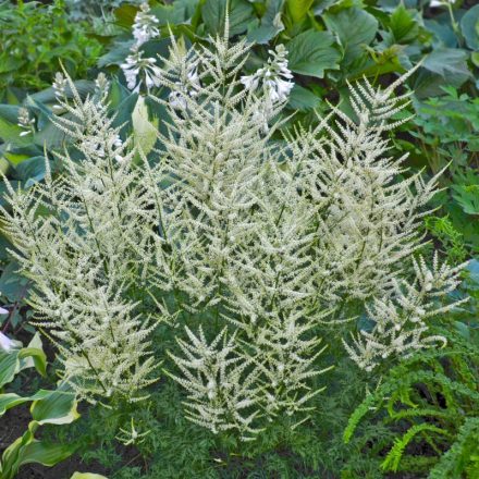 Aruncus 'Fairy hair'-Erdei tündérfürt