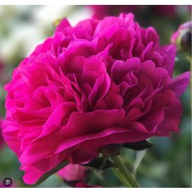Paeonia 'Kansas'-Pünkösdirózsa