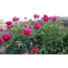 Paeonia 'Kansas'-Pünkösdirózsa