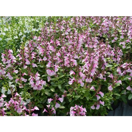 Salvia Greggii 'Soft Pink'-Őszi Zsálya