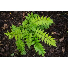 Cyrtomium 'Clivicola'-Magyalpáfrány