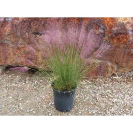 Muhlenbergia-Vattacukorfű