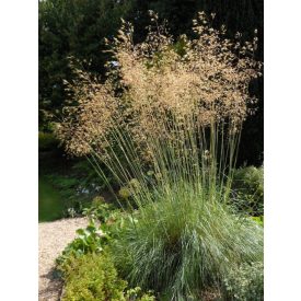 Stipa Gigantea-Óriás Árvalányhaj
