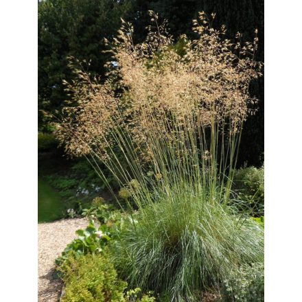 Stipa Gigantea-Óriás Árvalányhaj