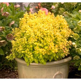   Berberis thunbergii 'goldalita'-sárga levelű törpe gömb borbolya