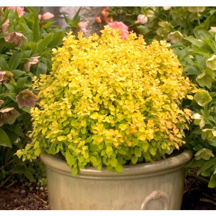 Berberis thunbergii 'goldalita'-sárga levelű törpe gömb borbolya