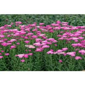 Achillea mil. 'Skysail Bright Pink'-Cickafark